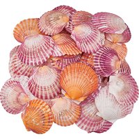 Ornements en Coquillage Naturel pour Décoration de Réservoir de Poissons — Décoration murale
