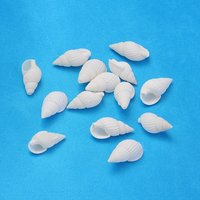 Natural Trumpet Shell Beads, Mixed White, 17-31mm, Hole: 1mm — Jewelry Beads