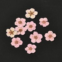 Fleurs Séchées Embossées Narcisse pour Artisanat, Rose Perle, 20pcs
