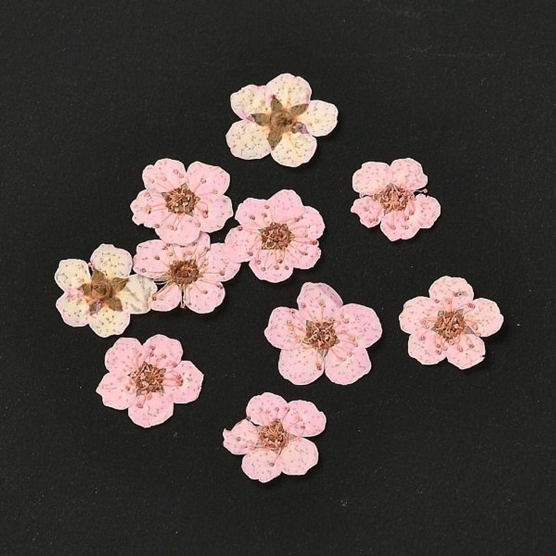 Fleurs Séchées Embossées Narcisse pour Artisanat, Rose Perle, 20pcs — Outils de création de bijoux
