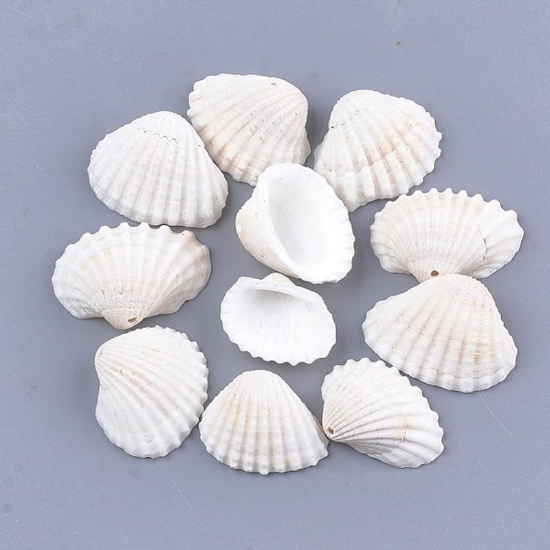 Clam Shell Pendants, White, 15-23mm, 13-28mm, 6-9mm Thickness — Charms & Pendants