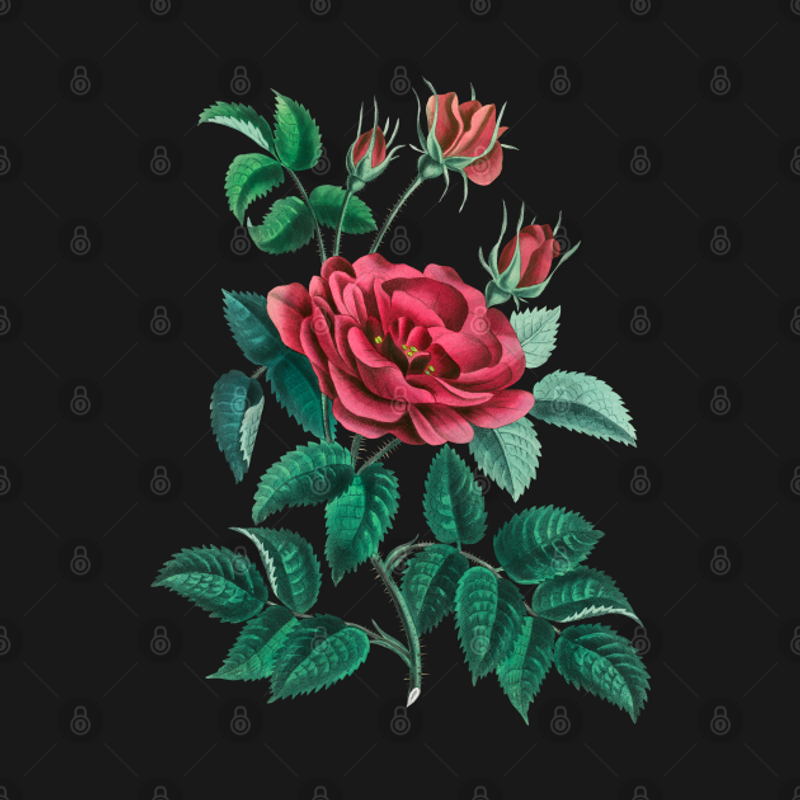 Red Rose Men's T-Shirt in Black