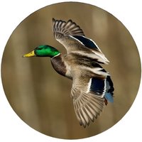 Duck Made With Your Size Soft Spare Wheel Tire Cover