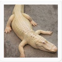 Children's Alligator Stickers
