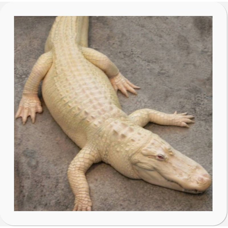 Children's Alligator Stickers — Autocollants et stickers