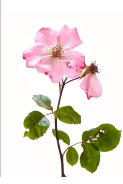 Victoria Pearson Rose Art 1