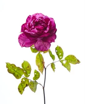Victoria Pearson Rose Art 2