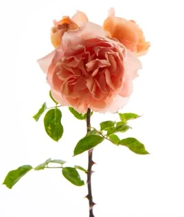 Victoria Pearson Rose Art 3