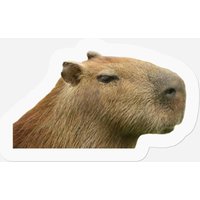 Capybara Profile - Capybara - Stickers — Stickers & Decals