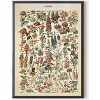 Vintage Flower Print 1909 - Adolphe Millot Poster
